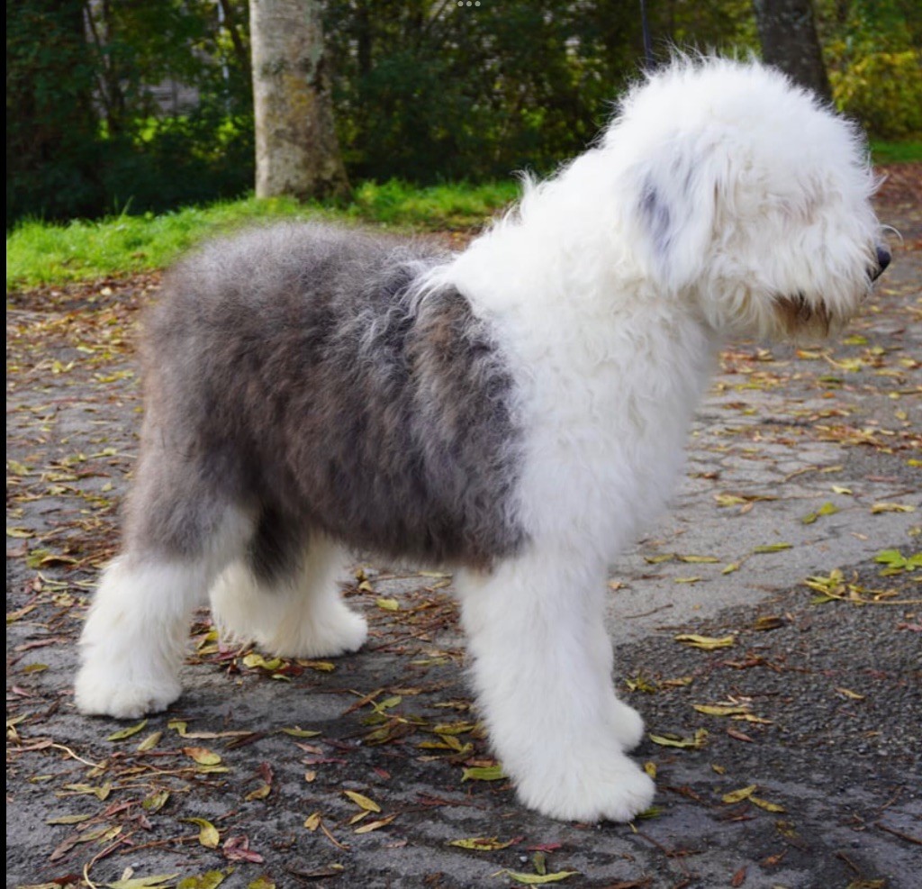 Du Clos De La Lizandière - Chiot disponible  - Bobtail