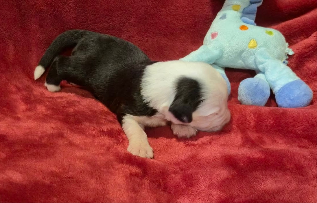 Du Clos De La Lizandière - Chiots disponibles - Bobtail