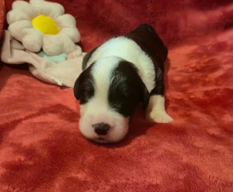Du Clos De La Lizandière - Chiots disponibles - Bobtail