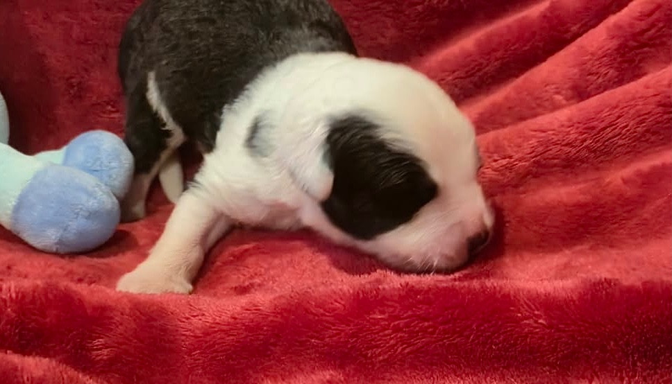 Du Clos De La Lizandière - Chiots disponibles - Bobtail