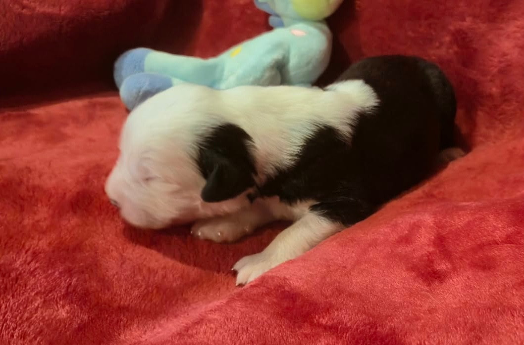 Du Clos De La Lizandière - Chiots disponibles - Bobtail