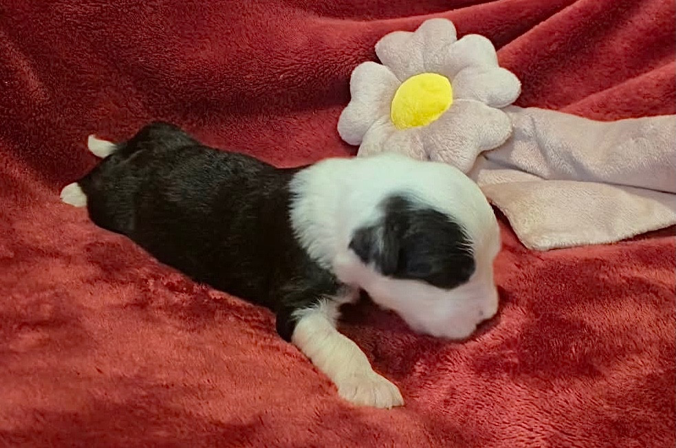 Du Clos De La Lizandière - Chiots disponibles - Bobtail