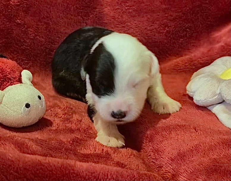 Du Clos De La Lizandière - Chiots disponibles - Bobtail