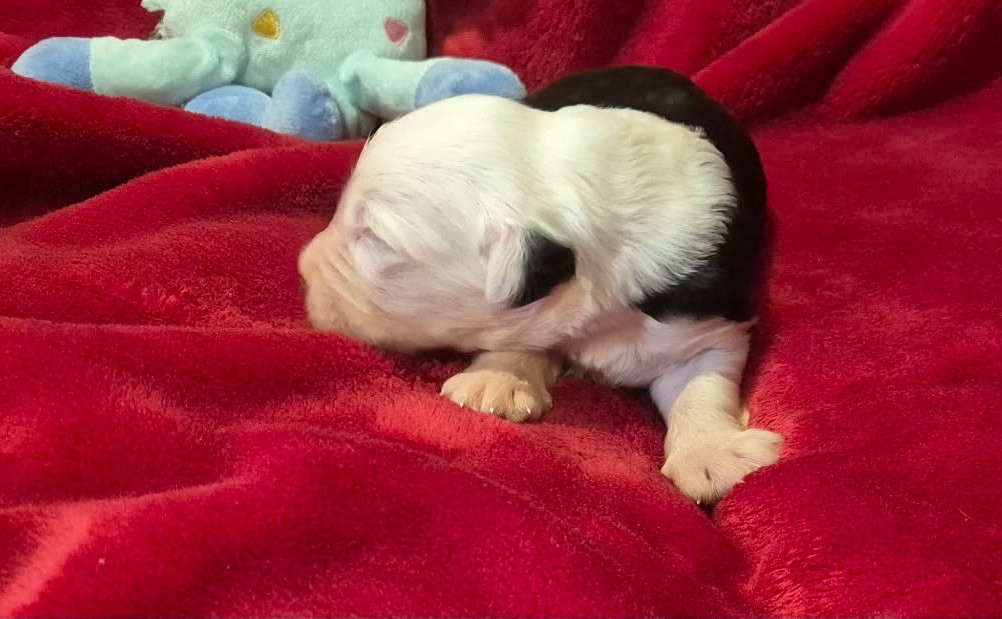 Du Clos De La Lizandière - Chiots disponibles - Bobtail