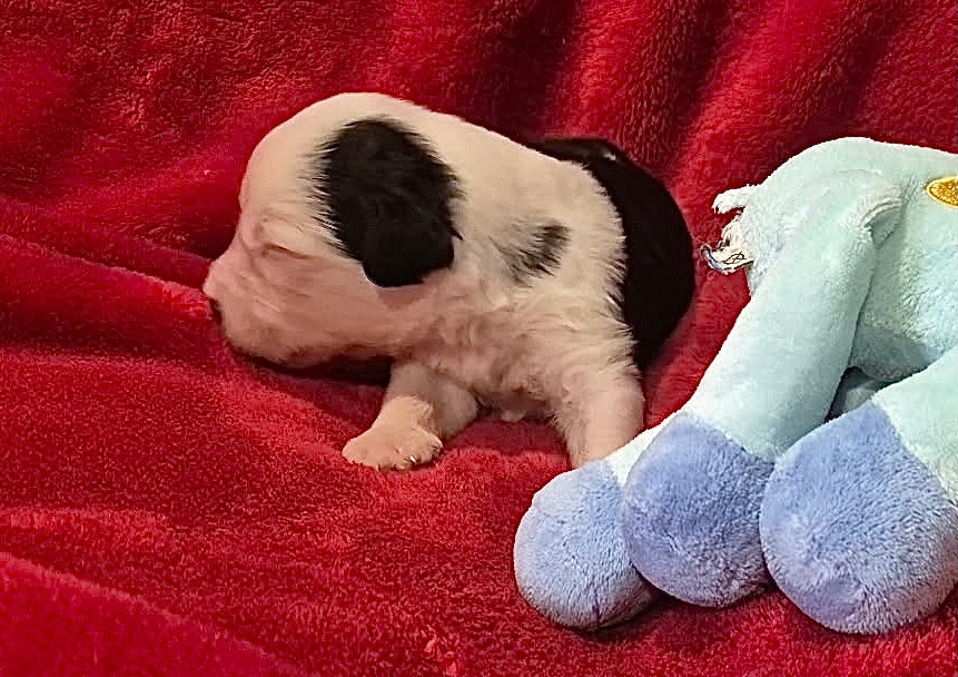 Du Clos De La Lizandière - Chiots disponibles - Bobtail