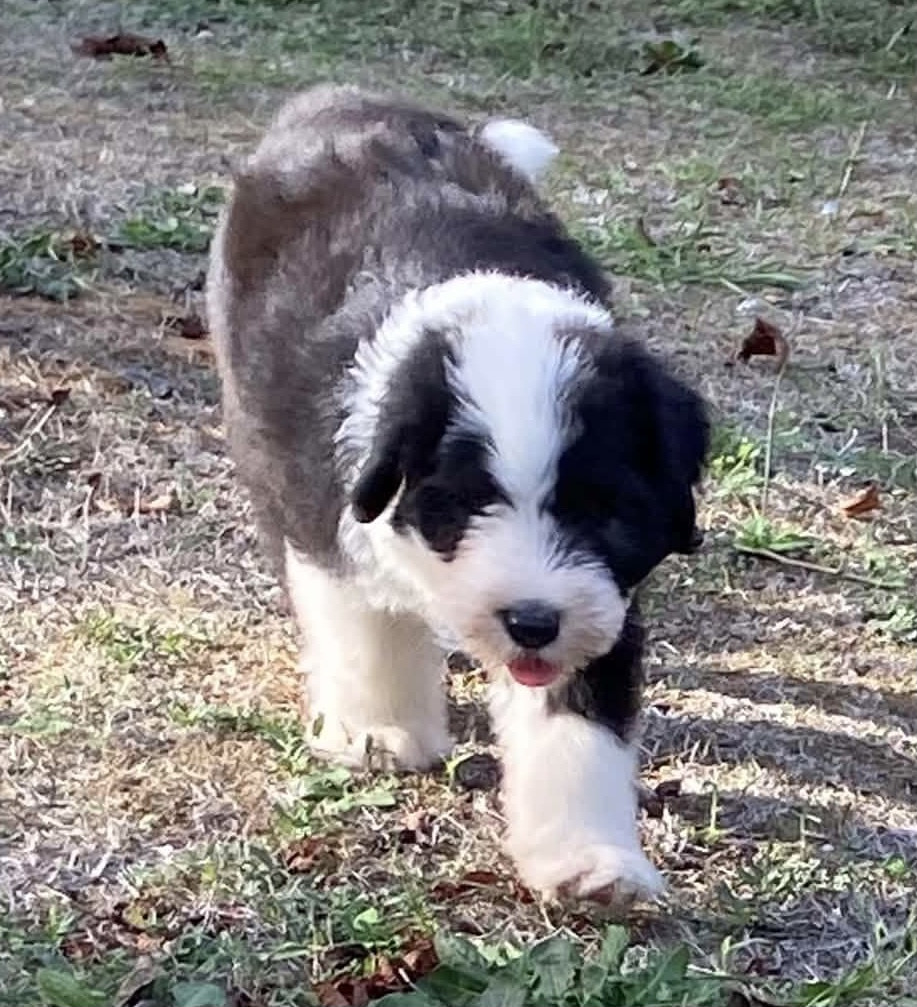 Du Clos De La Lizandière - Chiots disponibles - Bobtail