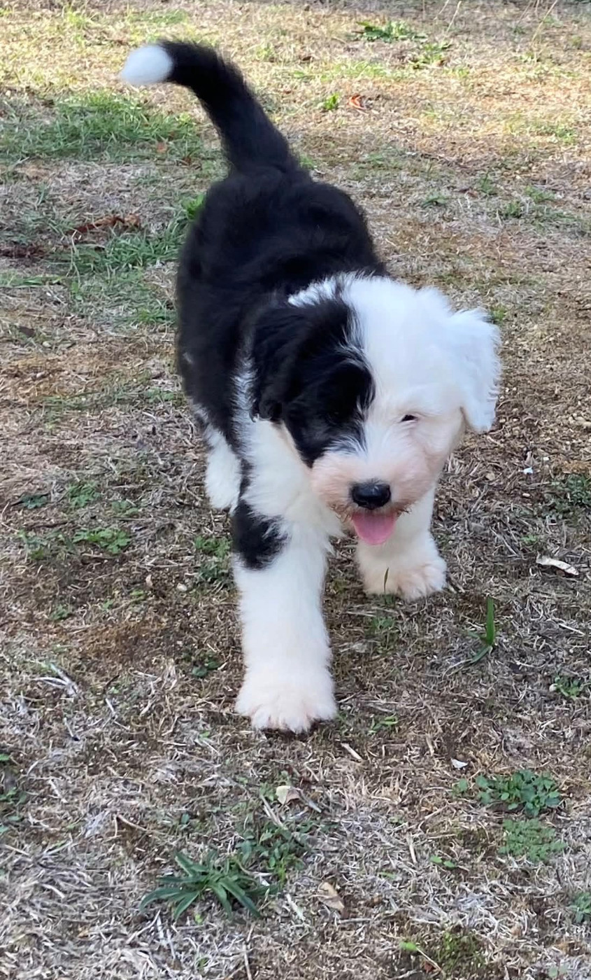 Du Clos De La Lizandière - Chiots disponibles - Bobtail