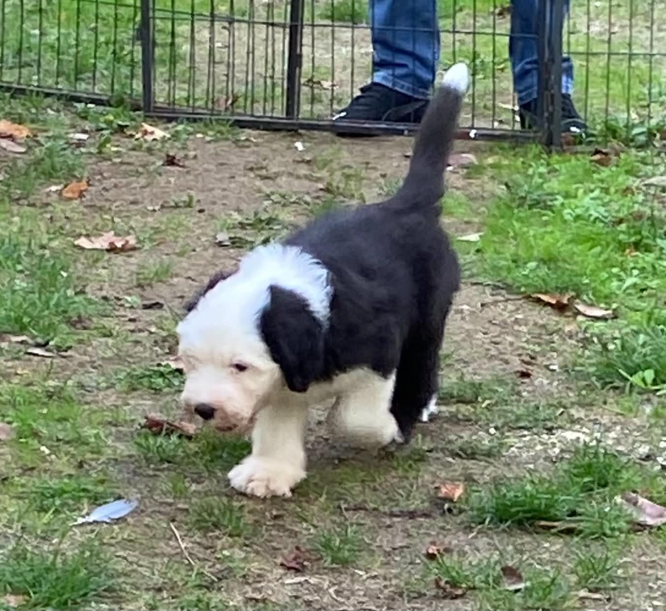 Du Clos De La Lizandière - Chiots disponibles - Bobtail