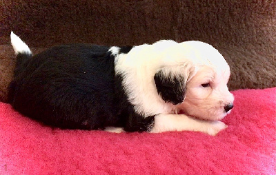 CHIOT