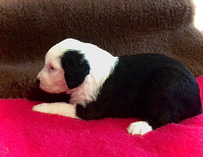 CHIOT